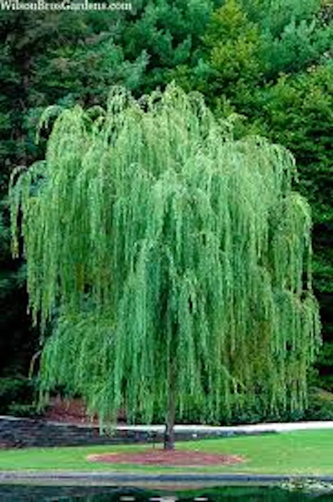Bright Green Weeping Willow Tree 14-24in Bare Root Salix Babylonica Cold-Hardy Moist Soil Landscape Plant