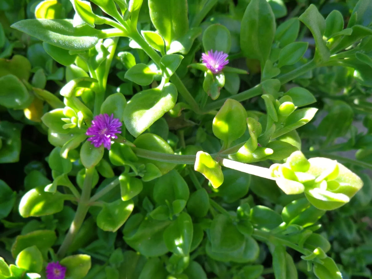 Aptenia Cordifolia Cuttings 5"-7" Purple Pink Baby Sun Rose Succulent 10 Pack