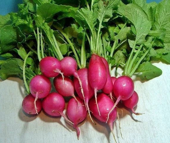 Champion Heirloom Radish Seeds 100+ Non-GMO Organic Cherry-Red Fast Maturing 22 Days