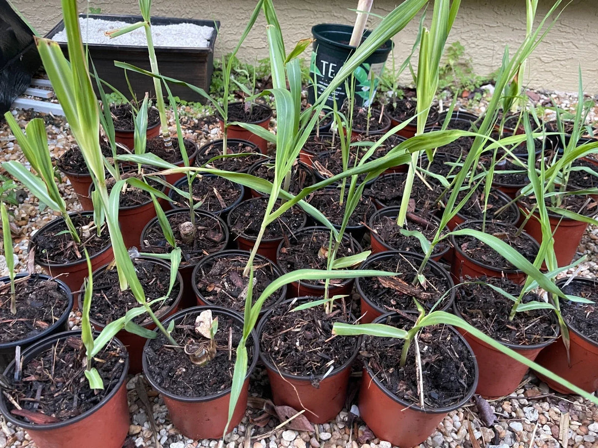 Sugar Cane Plant - 1 Rooted Green/Yellow Starter Plant, Organic Saccharum officinarum - Ready to Plant, Potted