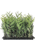 20 Emerald Green Arborvitae Trees Starter Plants Thuja occidentalis 'Emerald Green' for Privacy Landscape 10-15 ft