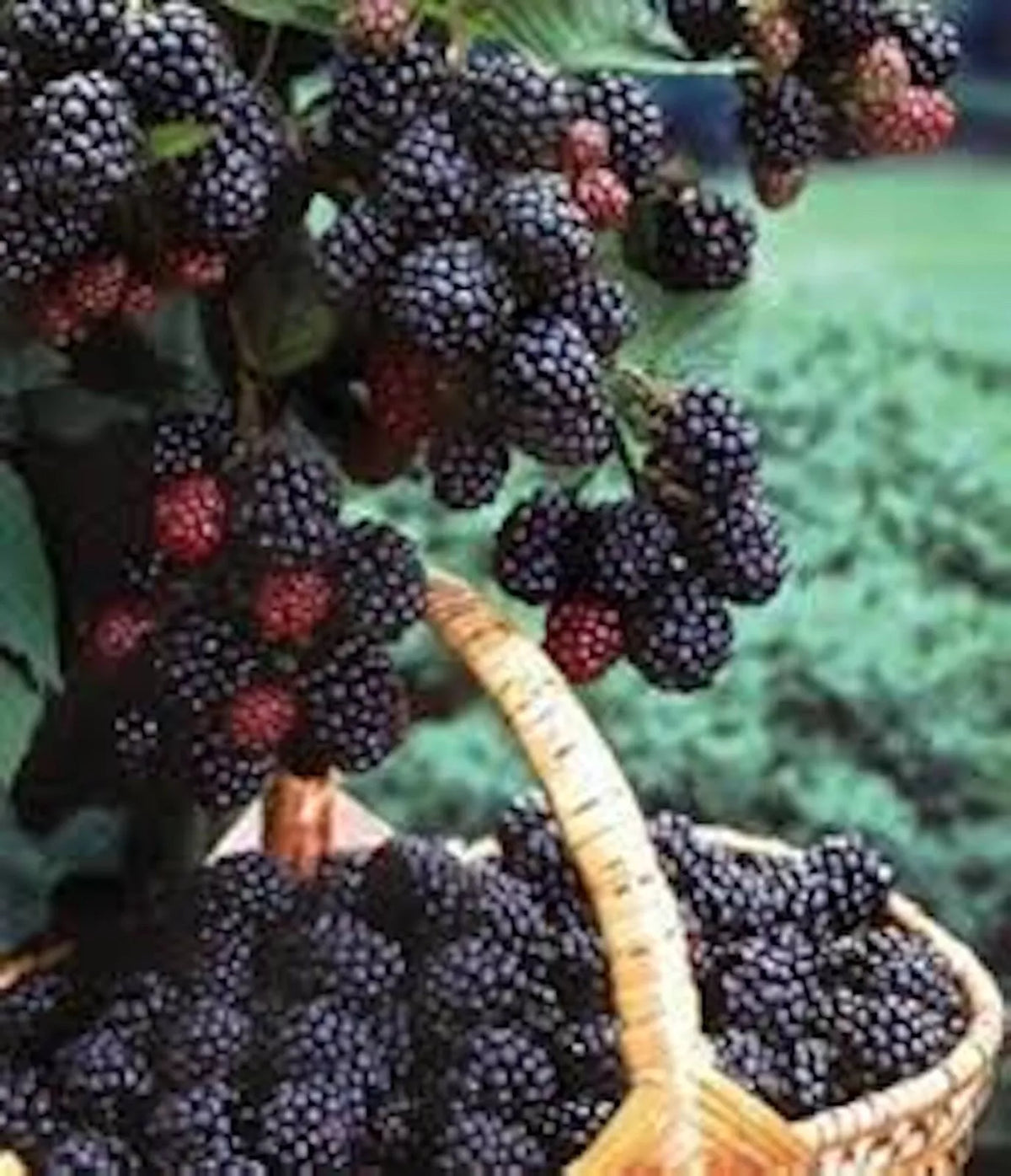 Black Hawk Raspberry Plant 1-2 yr Old Hardy Fruit Rubus occidentalis Self-Pollinating, Cold-Hardy, High-Yield 3-4 ft