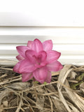 3 Ginger Rhizomes Curcuma petiolata Hidden Pink Flowering Jewel of Thailand Easy Grow Plants for Gardens