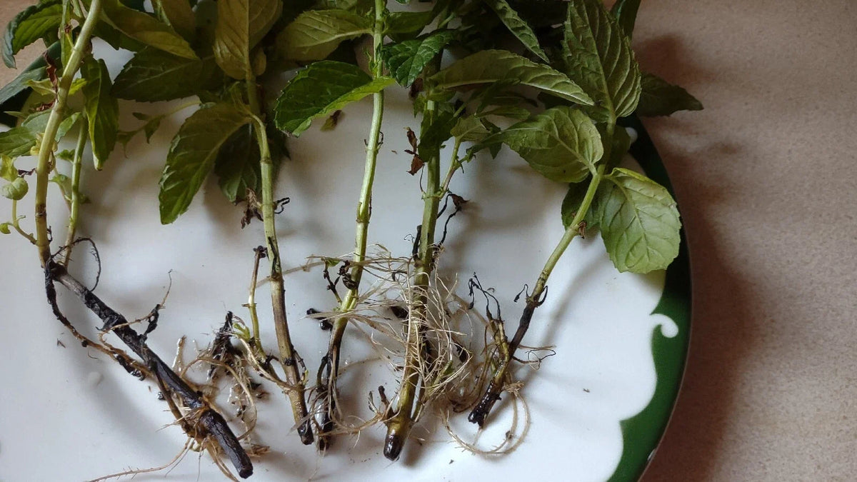 Mojito Mint Plant Cuttings 6+1 Free Organic Mentha Villosa ???? ???