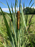 Live Cattail Plants - 3 Bareroot Typha Angustifolia - Aquatic Water Garden Plants - Young and Healthy
