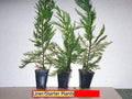 Leyland Cypress Tree Starter Plant - 20 Bare Root Evergreen Conifer, Fast Growing Cupressocyparis leylandii, Hedge Plant 20-30 ft