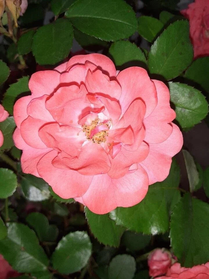 Coral Floribunda Rose Cuttings (4) - Rosa floribunda, Ideal for Containers or Garden, Immediate Planting Recommended