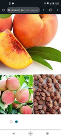 Peach Tree Seeds Dwarf Loring Nemaguard Prunus persica Fast Hardy Fruit 3+1 Free