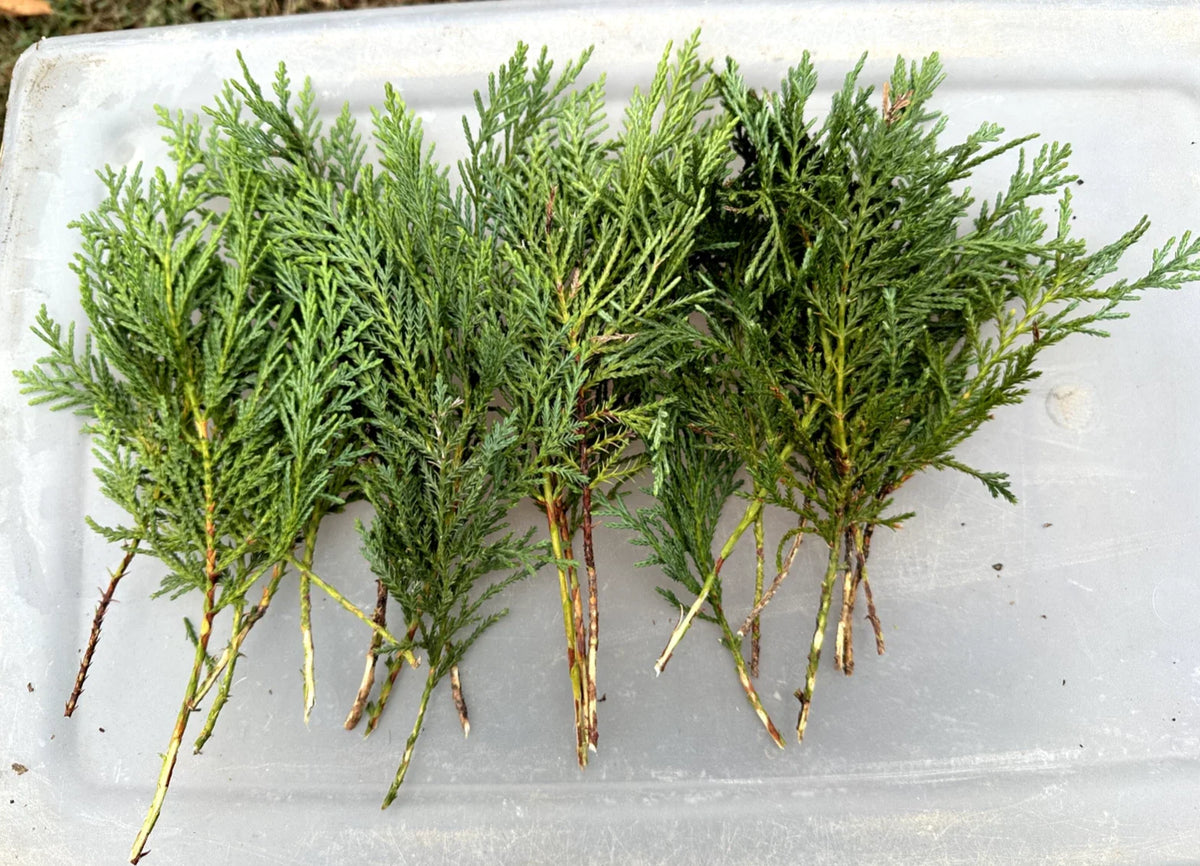 5 Leyland Cypress Tree Cuttings - Fresh Non-Rooted Cuttings for Privacy Screen - Fast Growing Evergreen (Cupressus × leylandii)