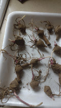 Red Organic Jerusalem Artichoke Tubers - 10 Small for Planting Helianthus tuberosus