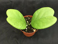 Hoya Kerrii 'Quilt Leaf' Rooted Plant 3" Pot Rare Heart-Shaped Succulent