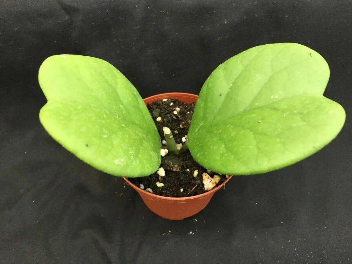 Hoya Kerrii 'Quilt Leaf' Rooted Plant 3" Pot Rare Heart-Shaped Succulent