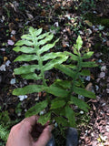 Netted Chain Fern Live Bundle 5-Pack - Rare Shade Plant Woodwardia areolata