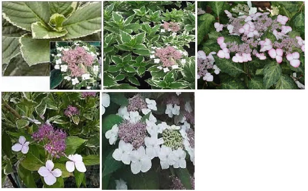 Hydrangea Cuttings 4-6" Ice Pink Purple White Flowers Variegated Foliage 5+2 Free