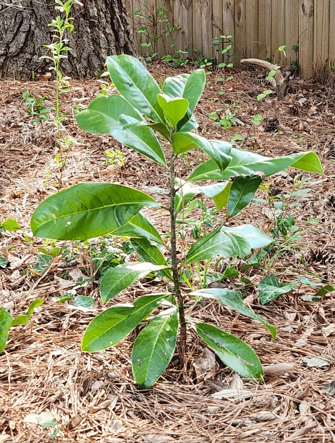 Southern Magnolia Tree 1-2 FT Live Evergreen Sapling Magnolia grandiflora