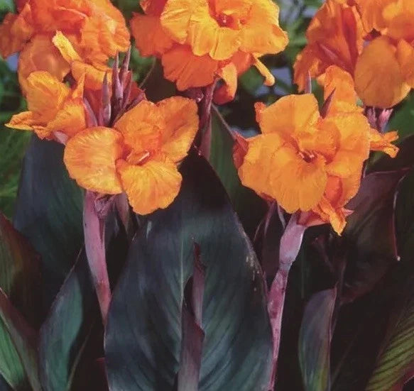 Canna Lily Bulbs 3-Pack Orange Flowers Purple Variegated Leaves Canna Wyoming Perennial Plant
