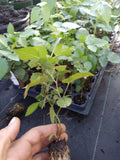 Thornless Blackberry Plants 72-Pack Sweetie Pie Rubus Hybrid Healthy Rooted