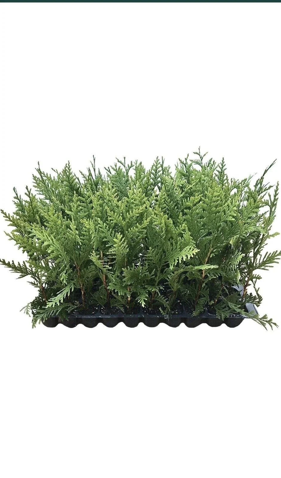 10 Green Giant Arborvitae Trees, 30-50 ft, Thuja Plicata, Evergreen Privacy Shrub, Fast-Growing, Deer Resistant, Bare Root