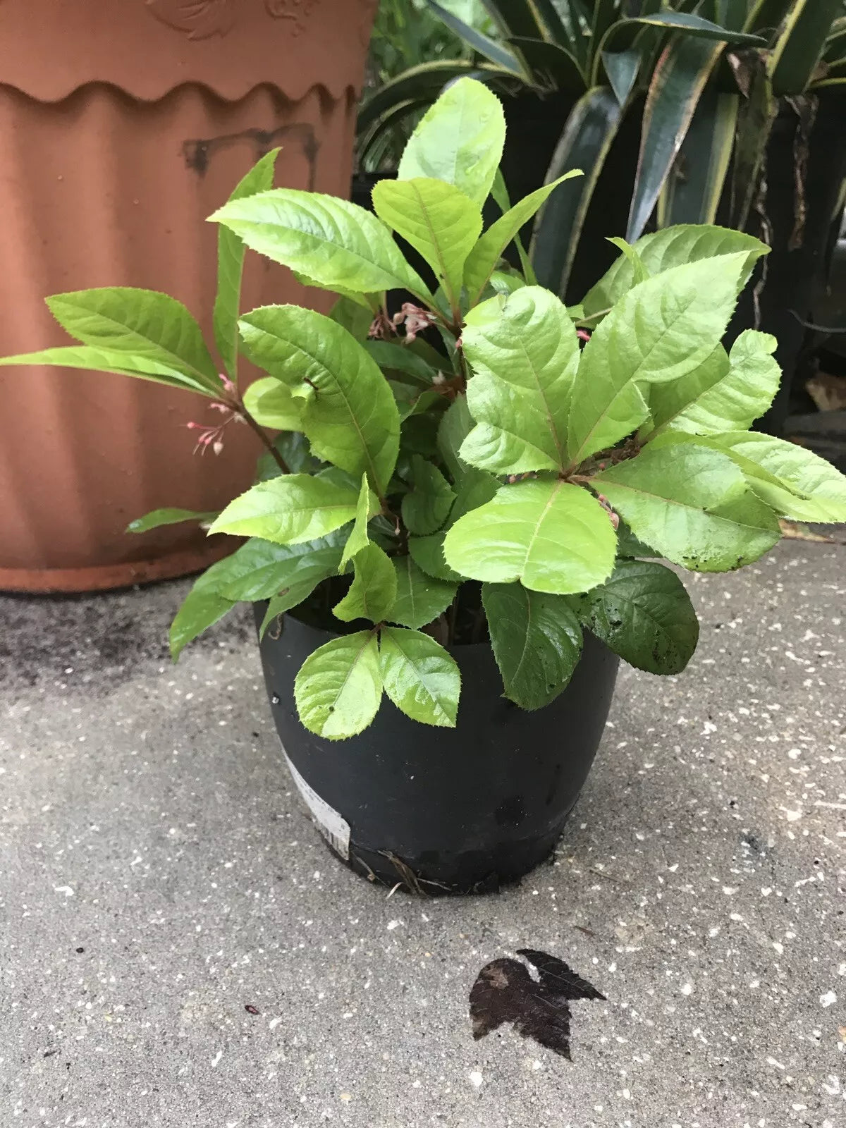 10 Organic Coral Berry Plants - 10” Tall Ardisia crenata - Ornamental Houseplants - Indoor/Outdoor Decor