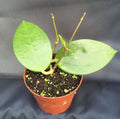 Rare Hoya pottsii Rooted Plant 3" Pot