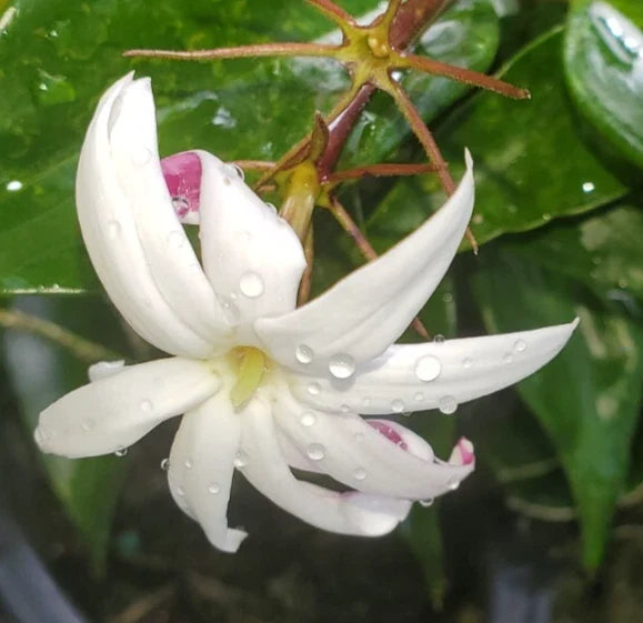 Angel Wing Jasmine Starter Plant 5-7" Pair - Jasminum nitidum - Fragrant Star Blooms