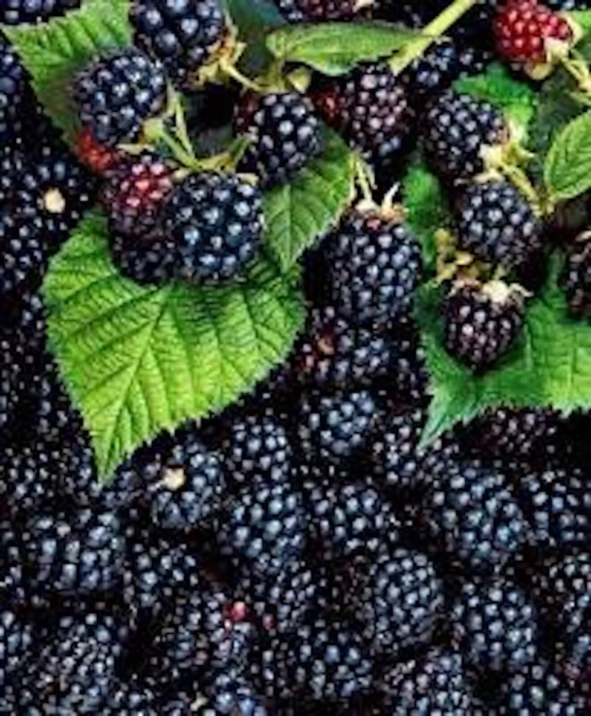 Triple Crown Blackberry Plant - Thornless Edible Fruit - Rubus fruticosus - Ships Bare Root, 3 Plants