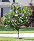 Rose of Sharon Hibiscus Starter Plants 5-Pack Bare Root Fast-Growing Summer Flowering Hibiscus syriacus