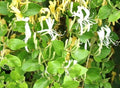 Mature Live Hall's Honeysuckle Plant 1ft - White Yellow Flowers - Lonicera japonica - Fast Growing Vine for Trellis or Ground Cover