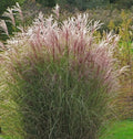 Adagio Maiden Grass - 24-30" Bare Root Ornamental Grass - Pennisetum alopecuroides - Deer-Resistant, Full Sun, Green/Beige Foliage