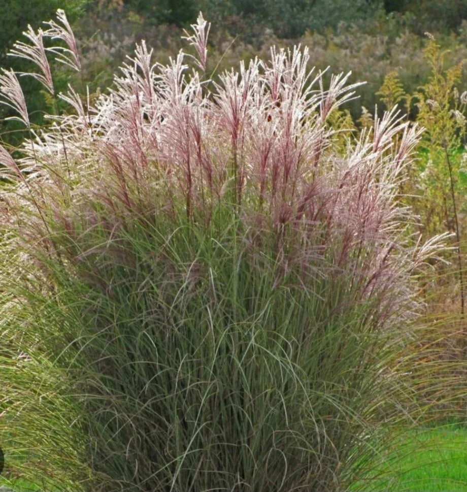Adagio Maiden Grass - 24-30" Bare Root Ornamental Grass - Pennisetum alopecuroides - Deer-Resistant, Full Sun, Green/Beige Foliage