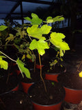 Ficus Magnolia Fig Tree 5-8" Cold Hardy Plant