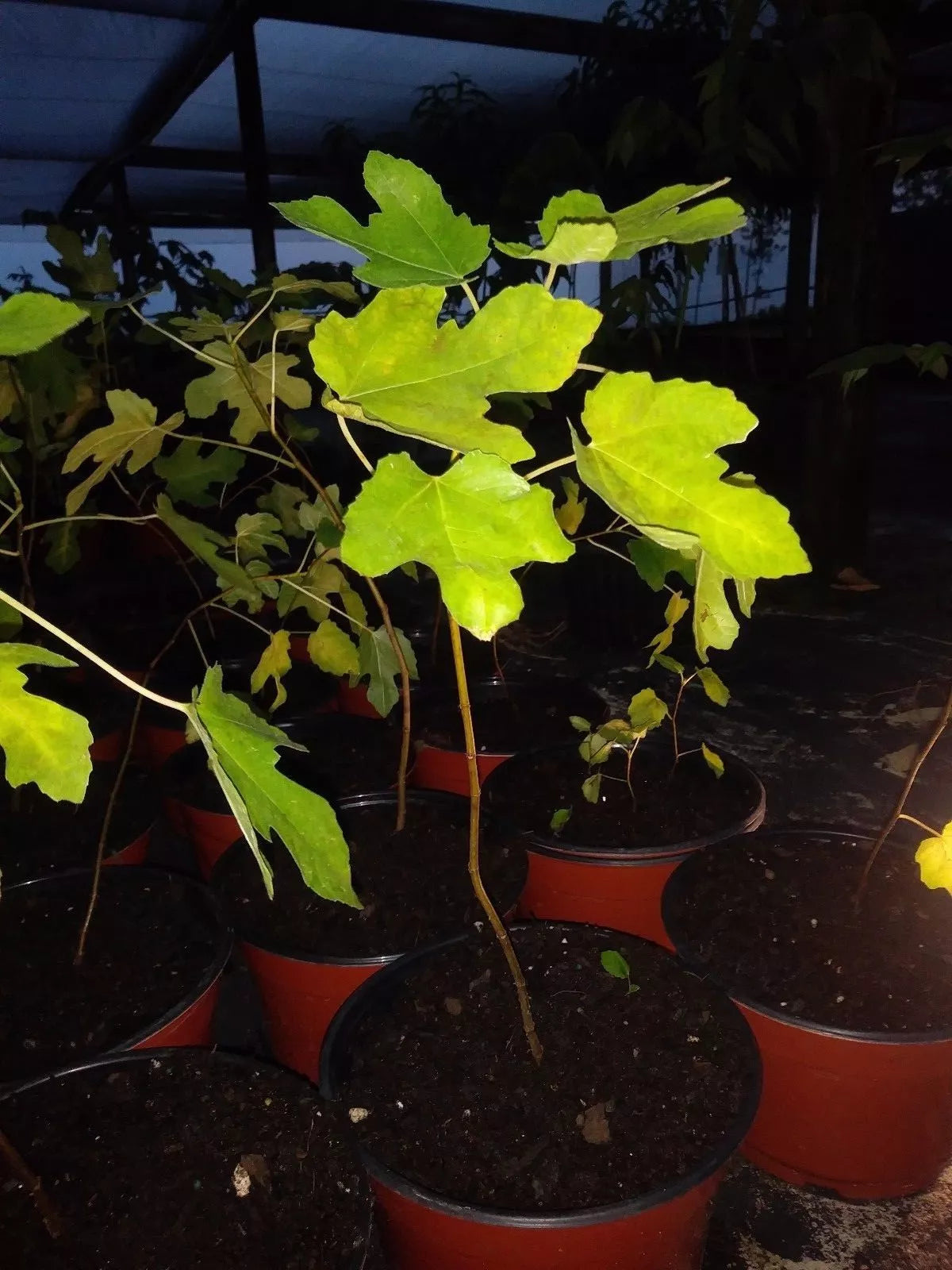 Ficus Magnolia Fig Tree 5-8" Cold Hardy Plant