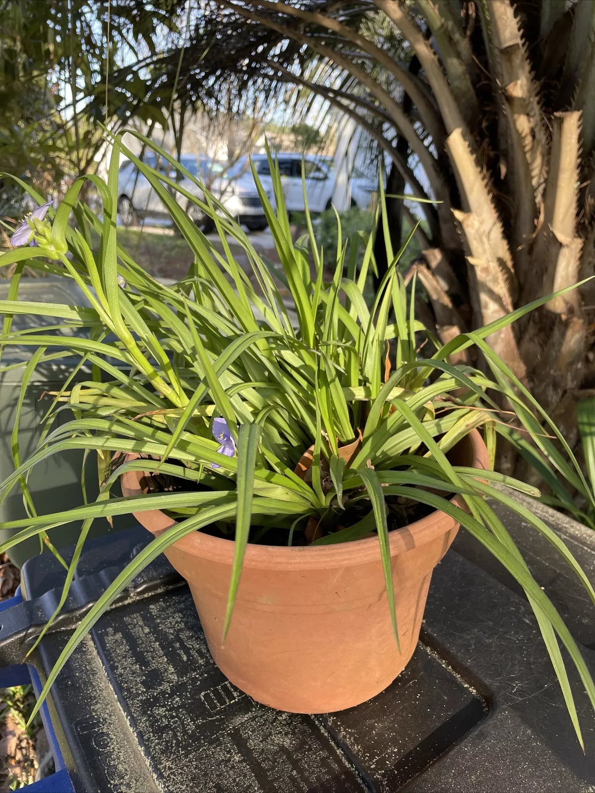 Live Spiderwort Perennial Day Lily 'Widows Tears Bluejacket' - 8” Pot, Bare Root, Ground Cover Plant