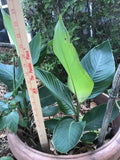 Canna Bulbs Lot of 2 Red Jumbo Tall Plants Green Leaf Rhizomes, Canna indica