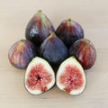Beer’s Black Fig Plant - Live Rooted Starter - Self-Pollinating - Ficus carica - Zones 7-10 - Potted - Purple Figs - Dwarf Shrub