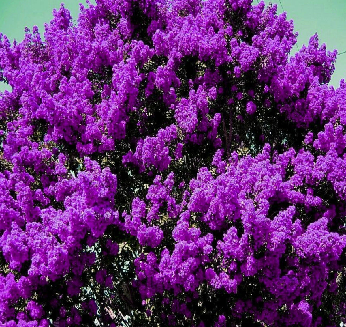 Purple Crepe Myrtle Live Plants 6" Rooted Cuttings Lagerstroemia Indica Dark Flowering Trees/Bushes