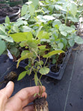 Thornless Blackberry Plants 72" Sweetie Pie Variety Non-GMO Rubus fruticosus Pesticide-Free Edible Fruit, Zones 6-11