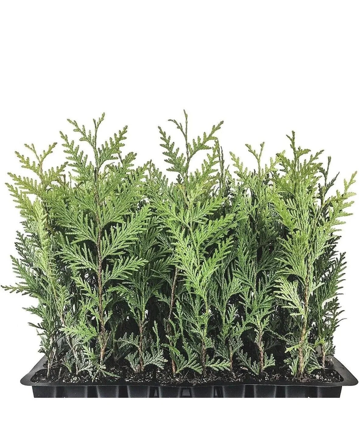 Emerald Green Arborvitae Trees - 3 Starter Plants for Privacy Screen - Thuja occidentalis 'Emerald Green' - 10-15 ft Height