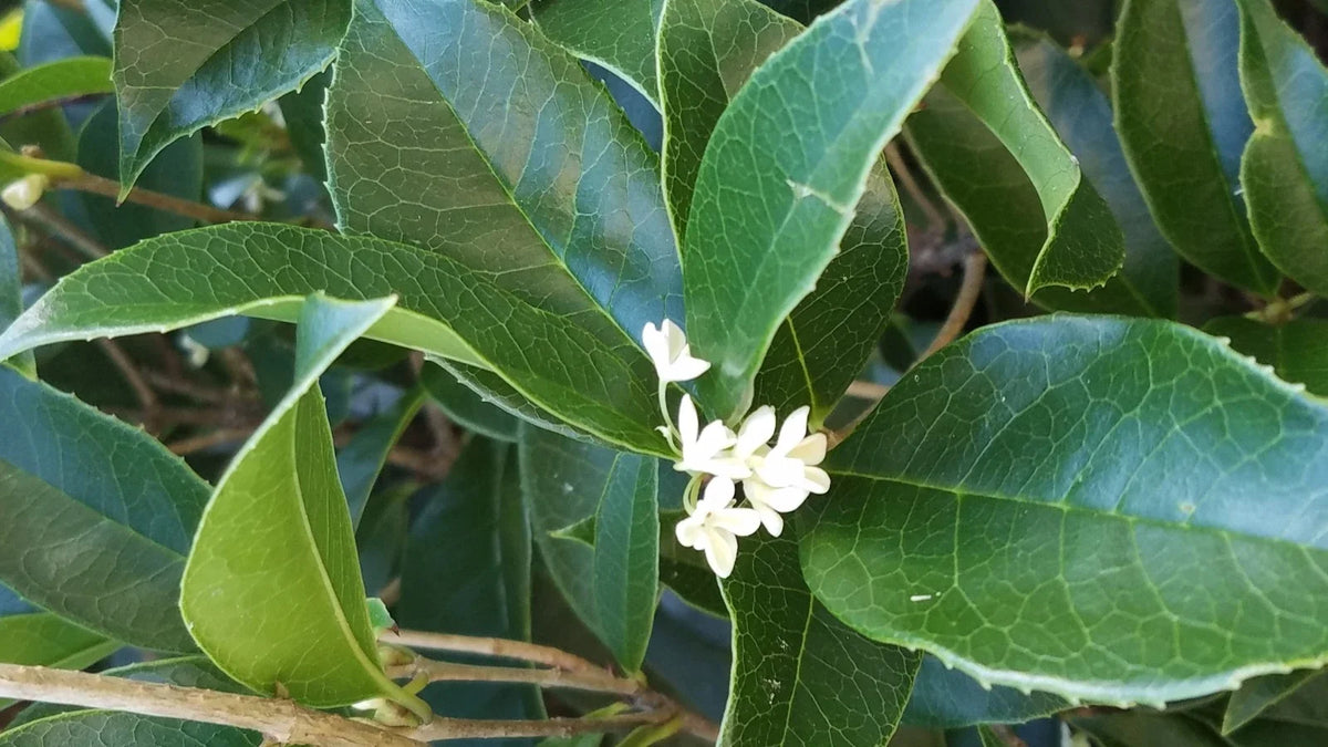 Live Sweet Olive Shrubs 4" Tall Osmanthus Houseplant Very Fragrant - 2 Rooted Plants