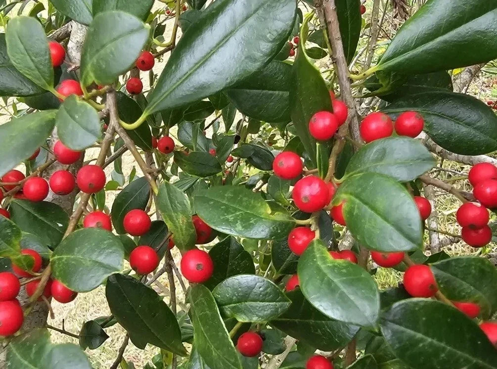 Holly Tree Seeds 100ct East Palatka Ilex x attenuata Fresh Rare Exotic