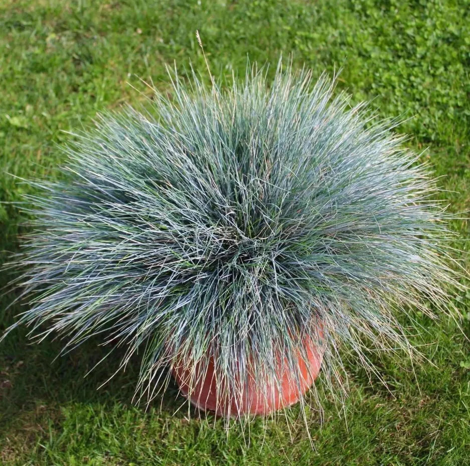 Blue Fescue Grass Plants Set 2 Live 4" Pot Festuca Glauca Ornamental Groundcover Drought-Tolerant