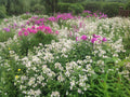 Perennial Bouncing Bet Plants - 12 Bare-Root Saponaria officinalis - Pink/Rose/White Blooms - Pollinator Friendly, Erosion Control
