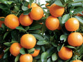 Kumquat Tree Seedling 3"-6" Live Plant Citrus Fortunella Japonica Sweet Edible Fruit Fast Growing USA Seller