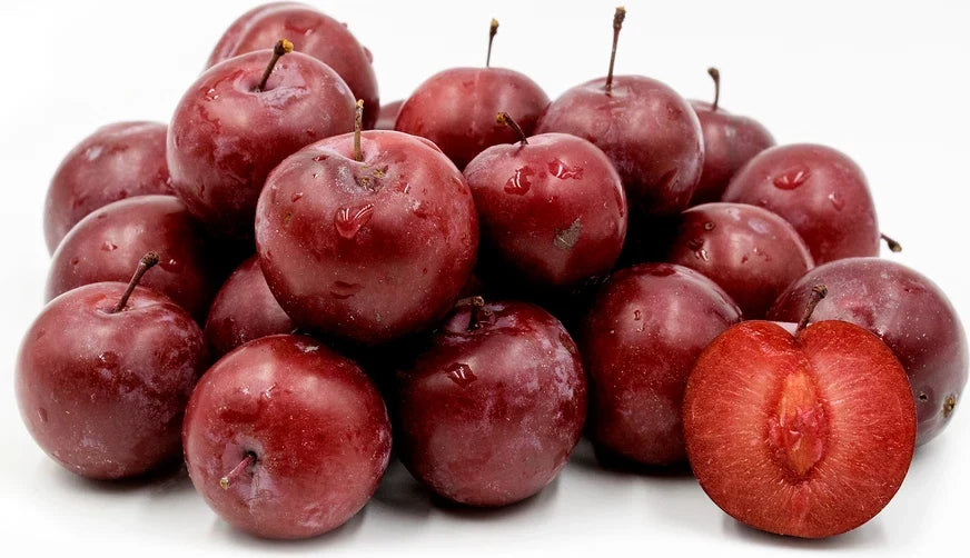 American Plum Tree 1 Gallon Flowering Fruit Shrub Prunus americana Zones 3-8 Self-Pollinating Sweet-Sour Fruit