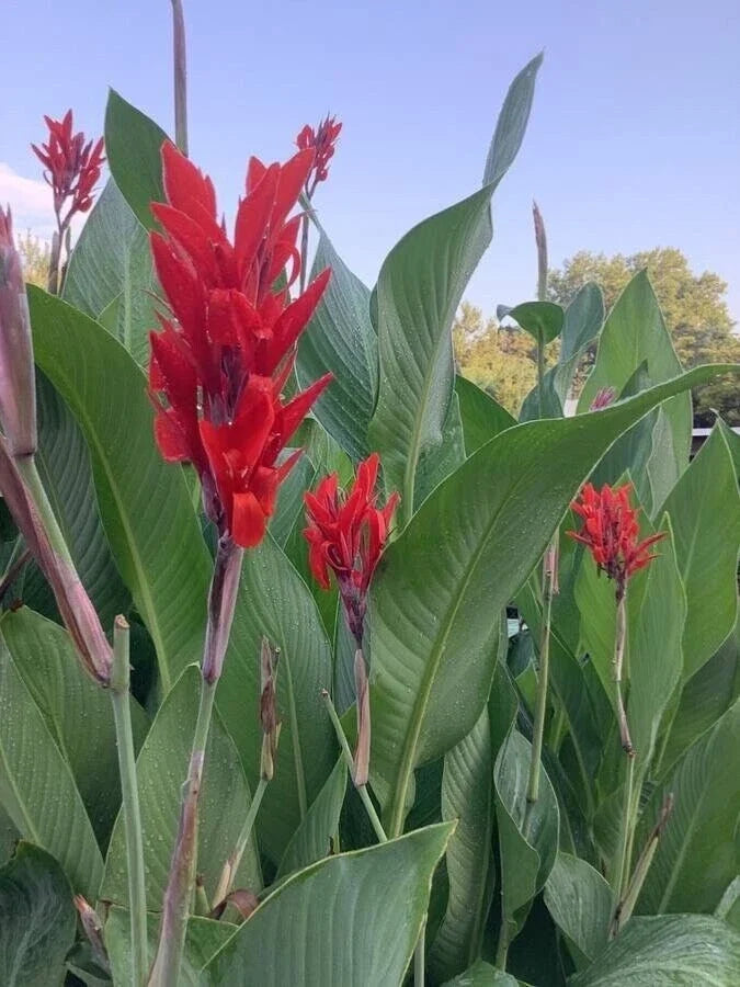 Canna Lily Tuber Bulbs 4-Pack Big Red Tropical Green Foliage Organic