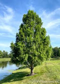 Bald Cypress Tree 12-24in Tall Taxodium distichum - Deciduous Conifer, Dormant Shipping, Southern U.S. Native