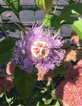 Live Potted Maypop Vine – Rare Exotic Passionflower – Passiflora incarnata