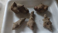 Jerusalem Artichoke Tubers 5 L.M. Red Organic Helianthus tuberosus for Planting