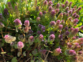 Organic Purple Dead-Nettle Seeds - Medicinal Herb Lamium Purpureum Archangel