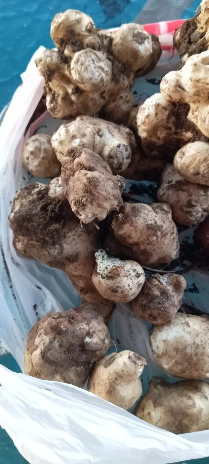 Jerusalem Artichoke Tubers for Planting - Organic White Medium & Small - Helianthus tuberosus - Non-GMO, Easy to Grow